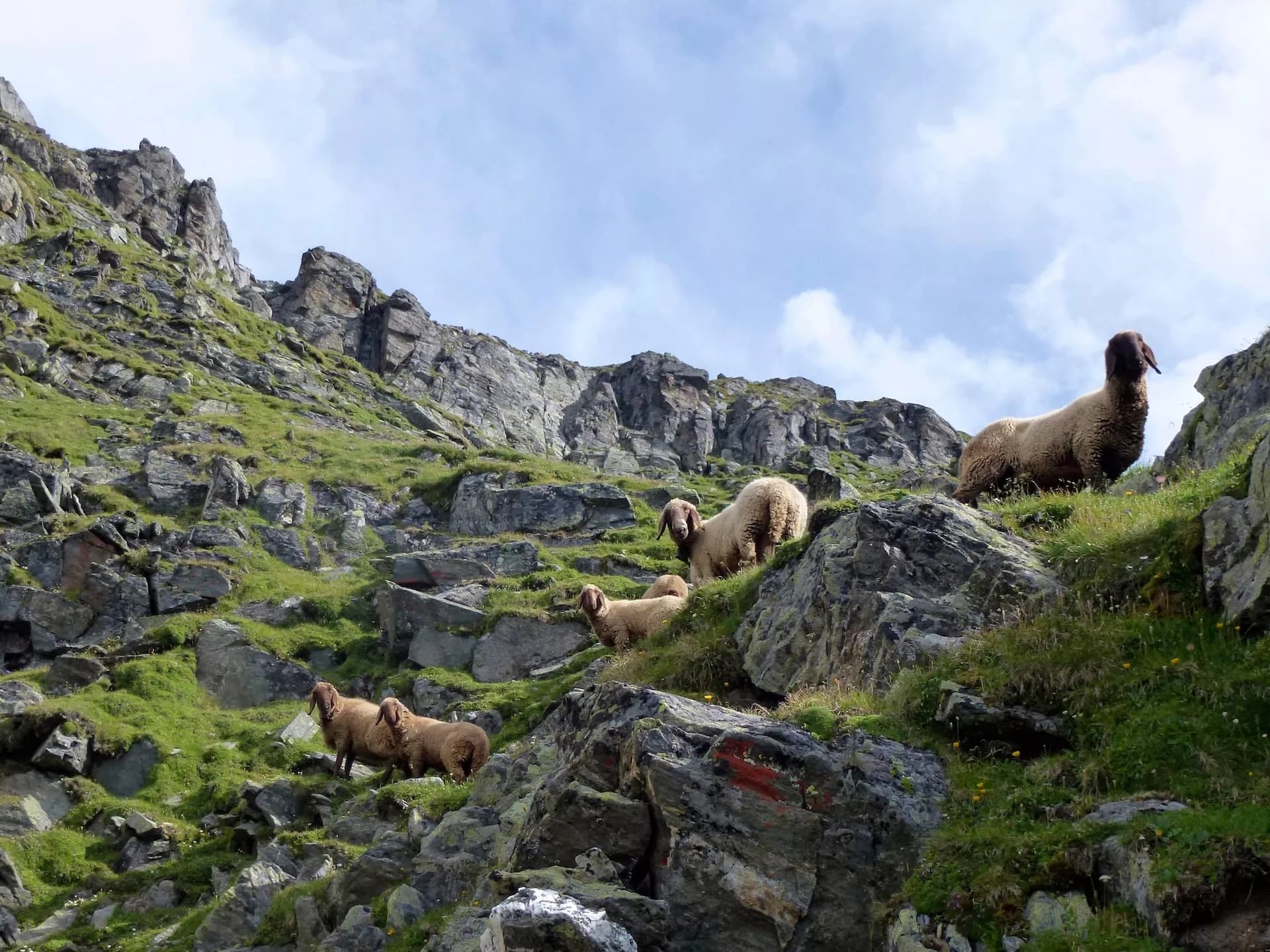 Sheep grazing on grassy, rocky mountain slope under a cloudy blue sky