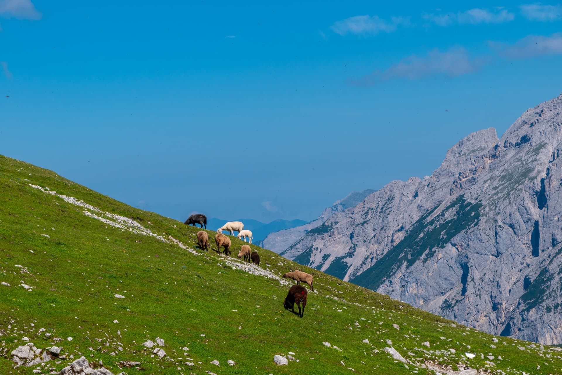 Sheep grazing on a steep green alpine pasture with rugged mountains under a bright blue sky above Innsbruck.