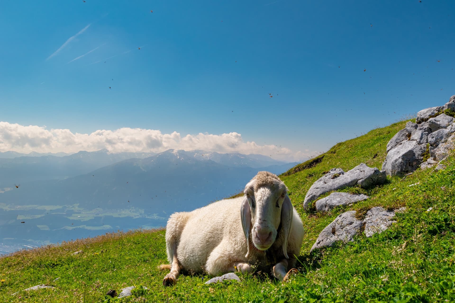 Sheep resting on grassy ridge above Innsbruck valley with distant snow-capped mountains.