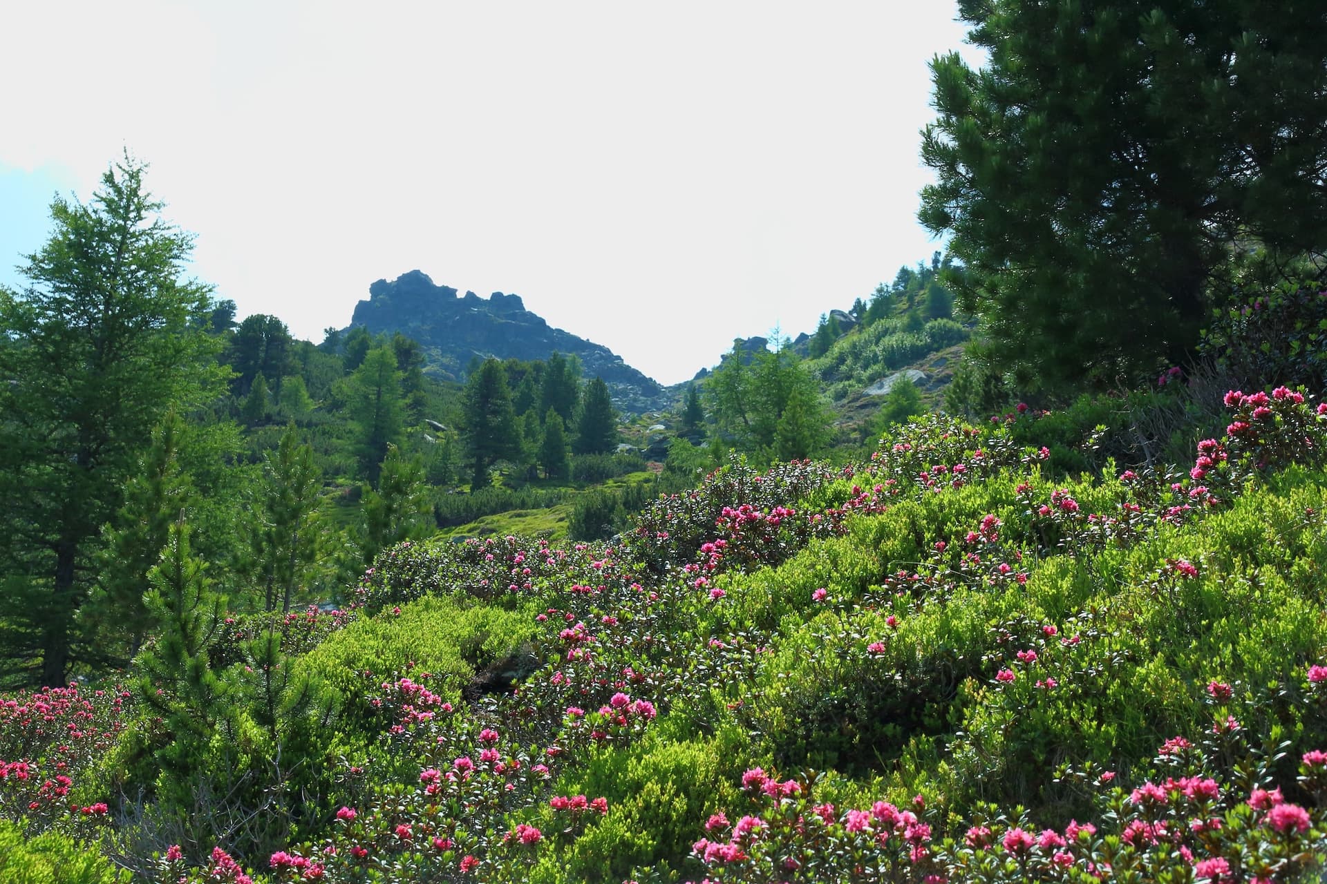 Alpine meadow with pink rhododendrons, pine trees, and rocky peaks on Zirbenweg trail.