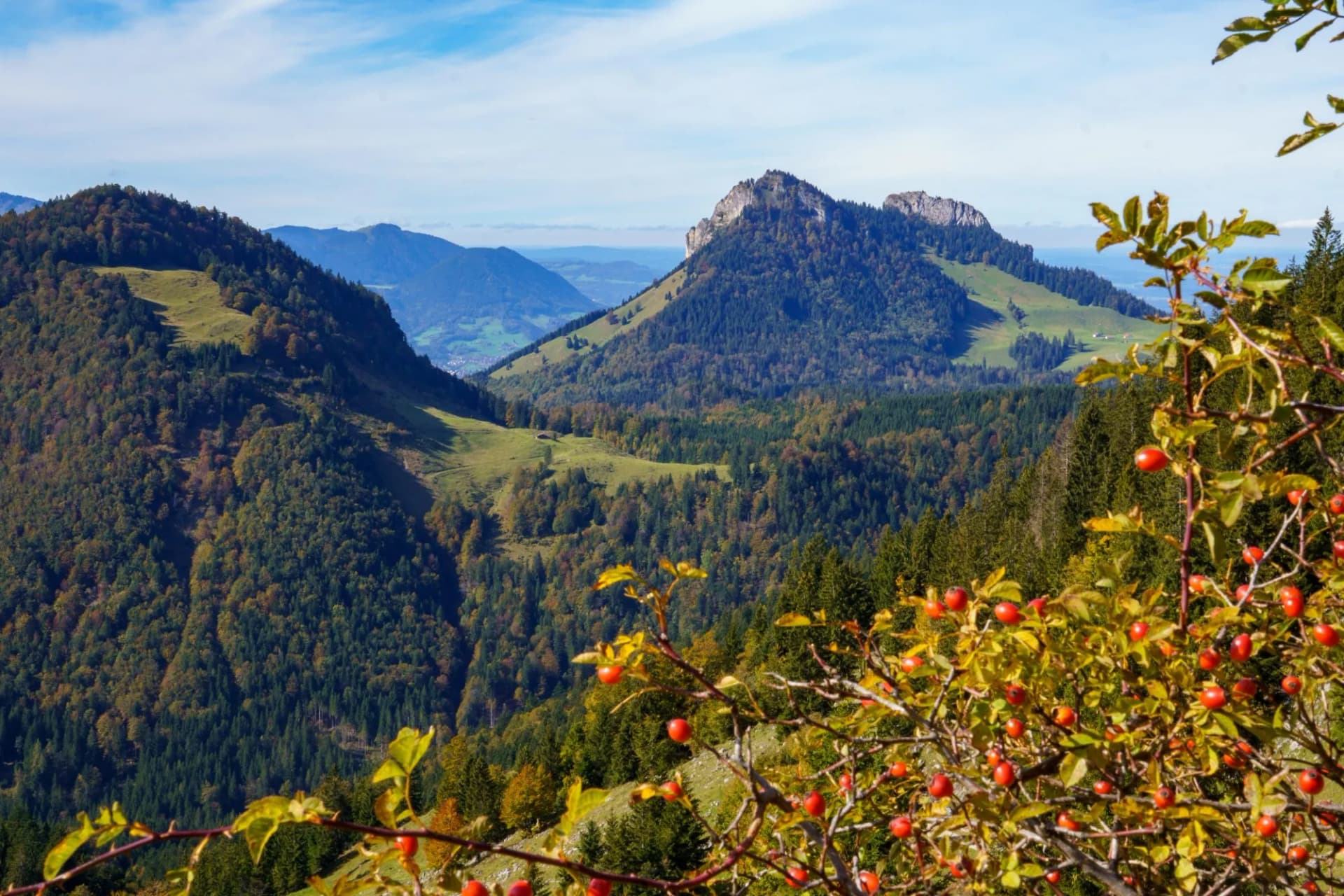 View from Spitzstein, a popular hiking mountain (Bavarian-Tyrolean border) with a view over a rosehip bush to Heuberg, a four-peaked mountain (Kitzstein 1398 m) in Bavaria, Chiemgau Alps