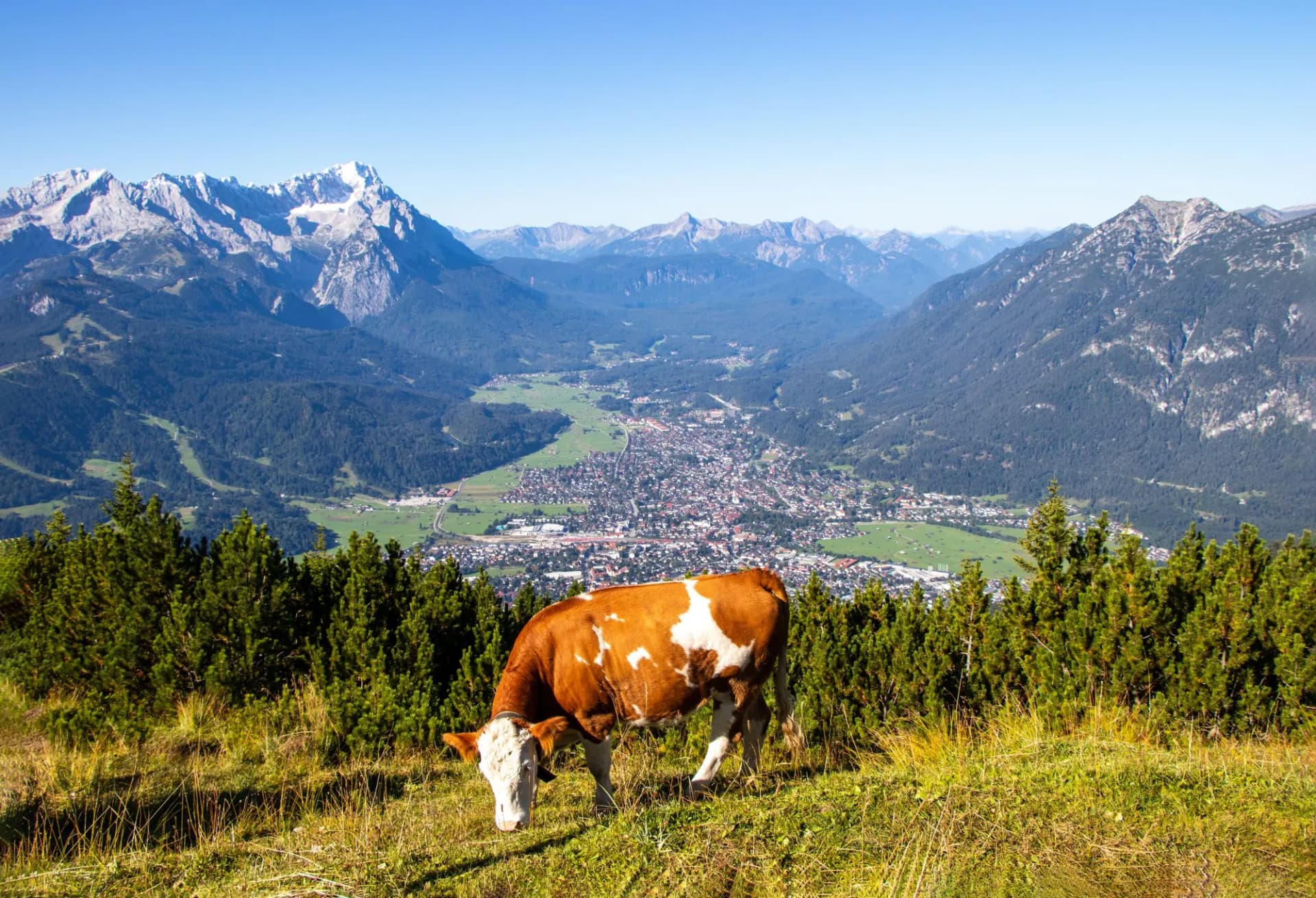 Mountain View of Garmisch Partenkirchen Cow