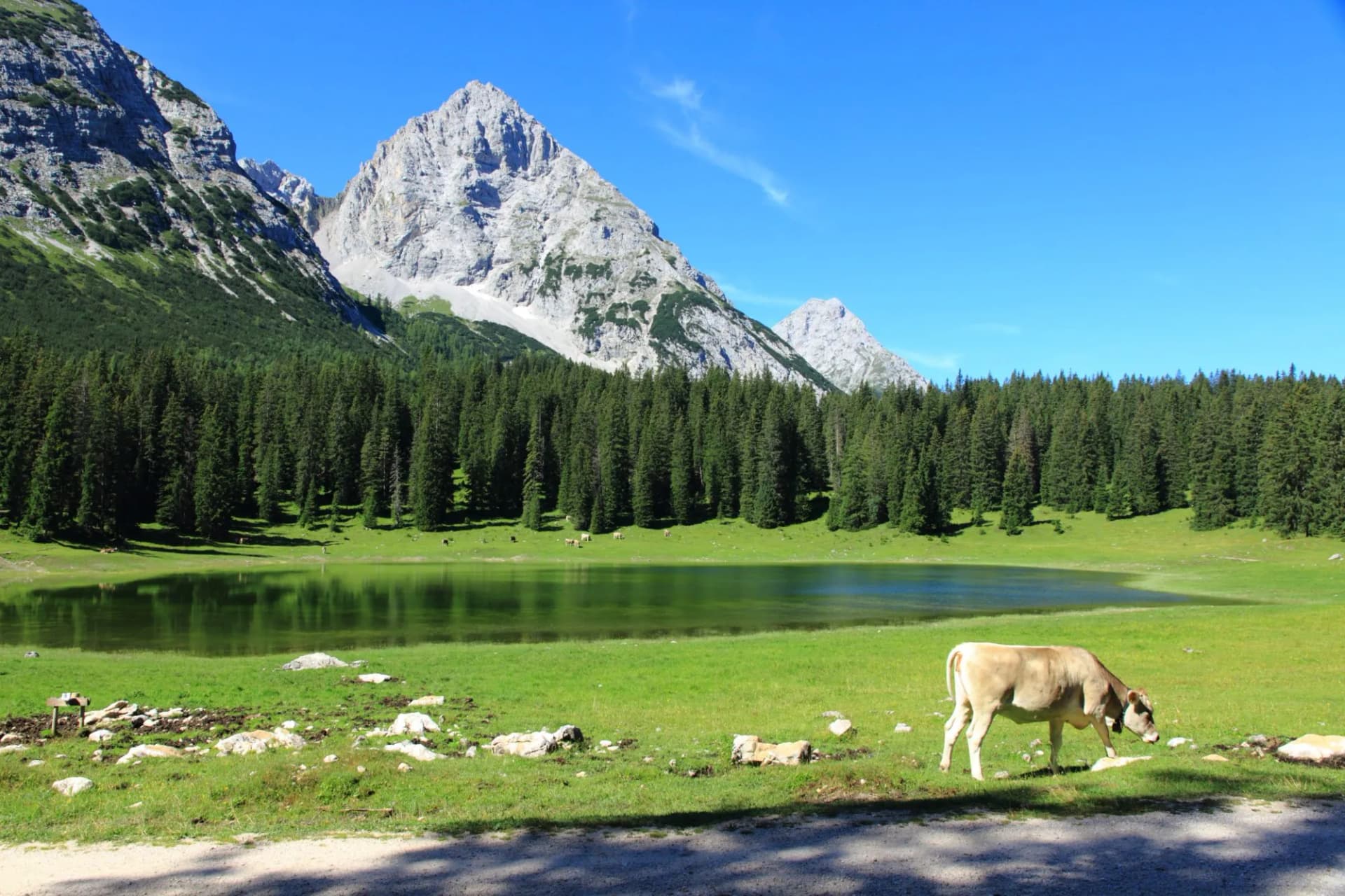 Gaistalalm in Leutasch tirol