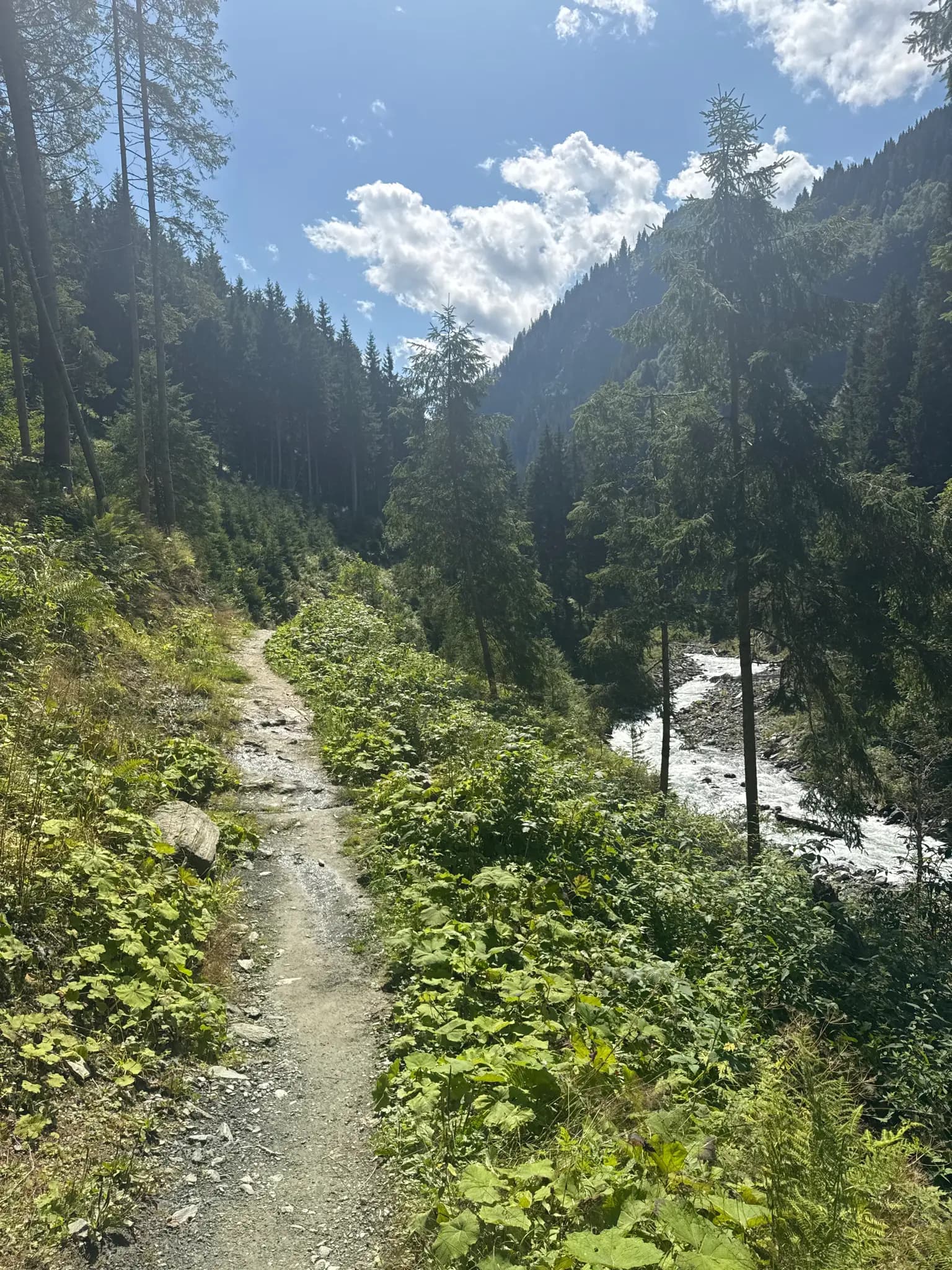 Hiking trail along a rushing mountain stream in the Hohe Tauern mountains surrounded by pine forest.