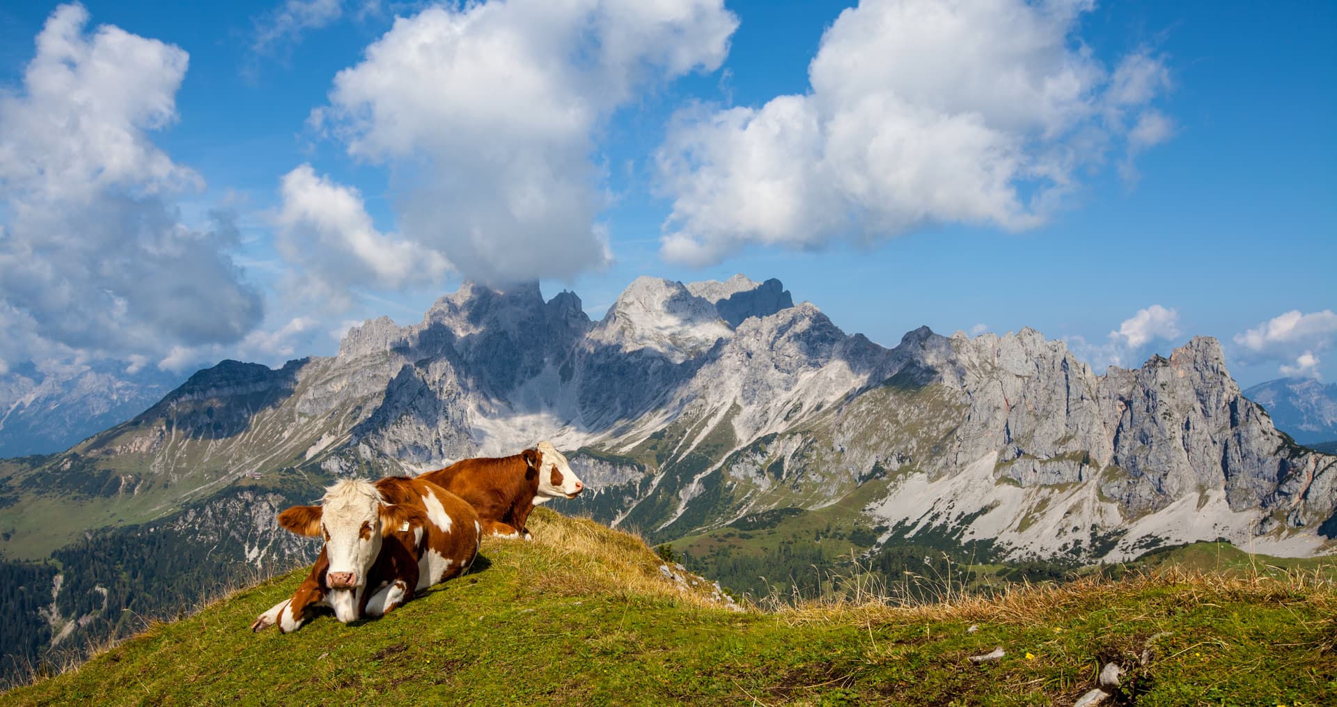 Cows resting on grassy alpine pasture with rugged mountains and blue sky at Hofpürglhütte.