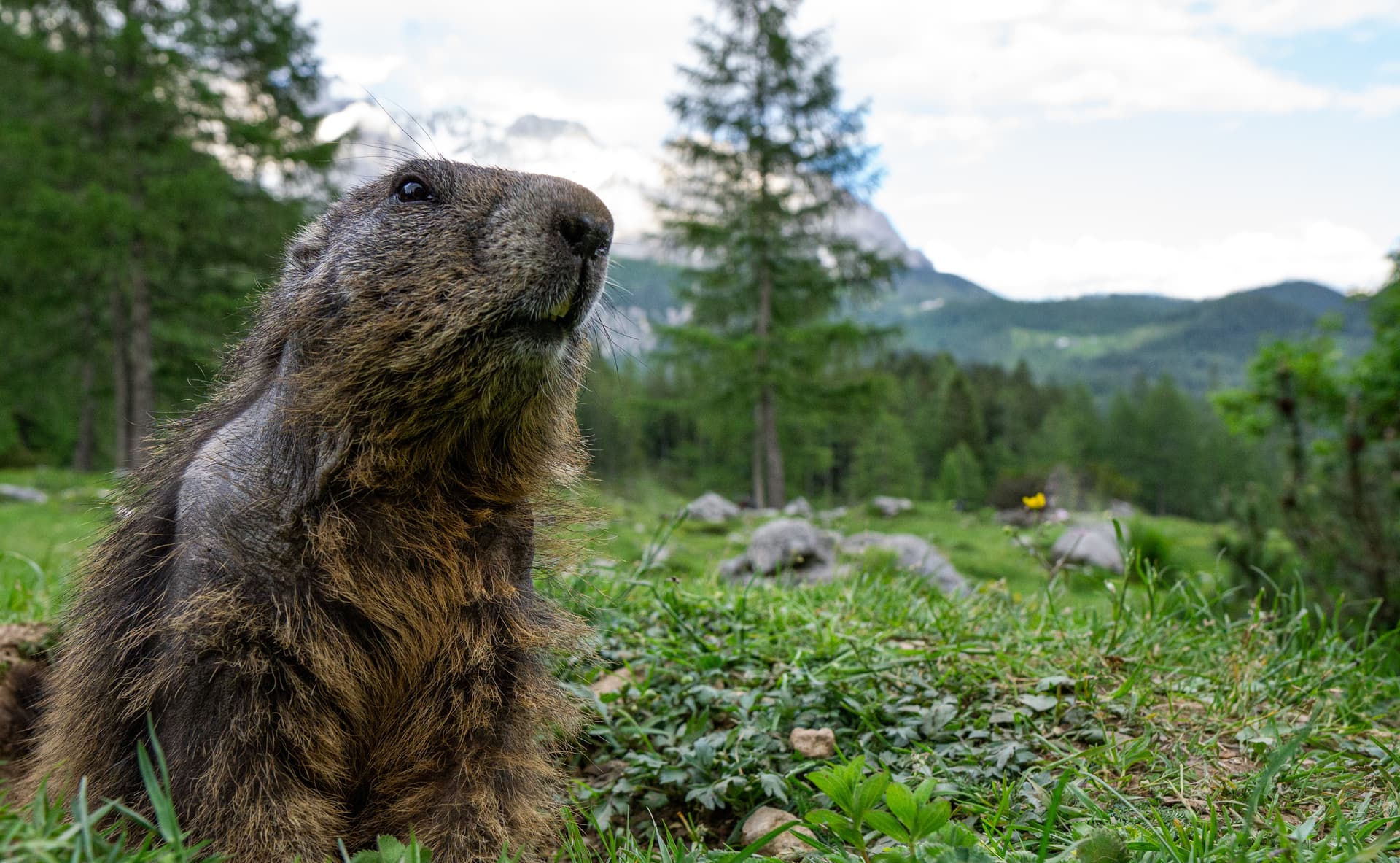 Marmot looking up in a grassy alpine meadow with trees and mountains in the background.