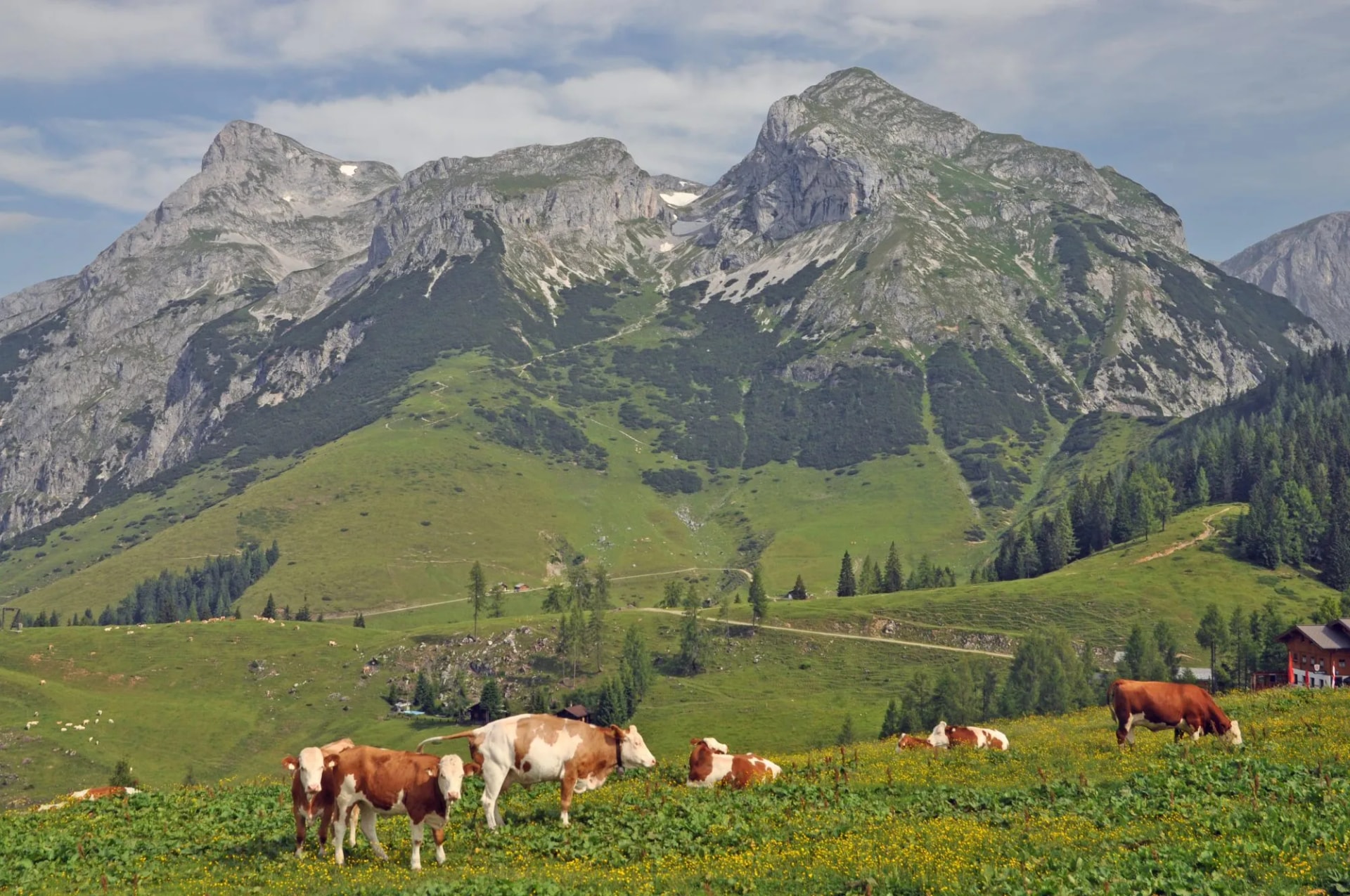 Kühe bei Werfenweng