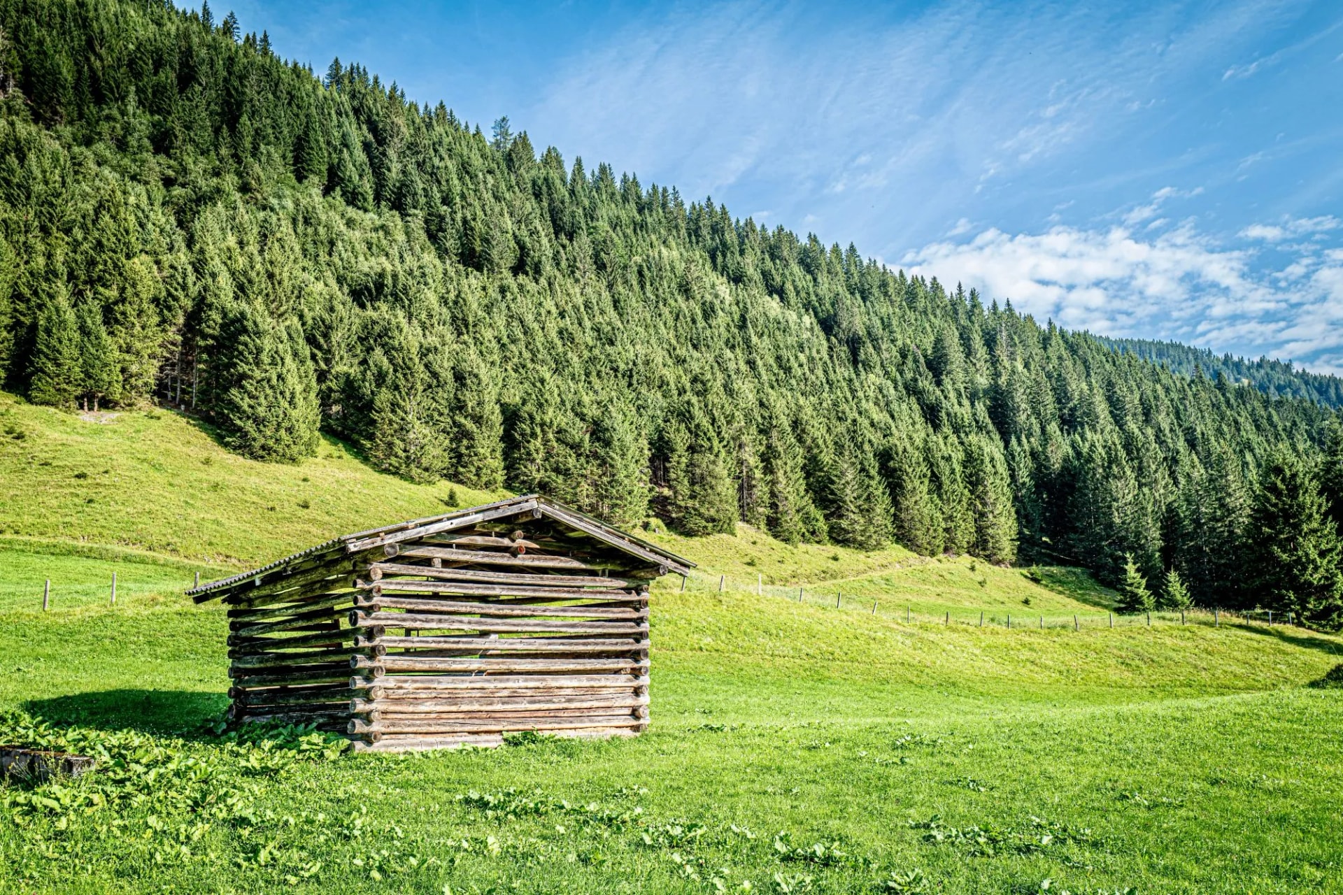 Alpine meadow in the Austrian Alps