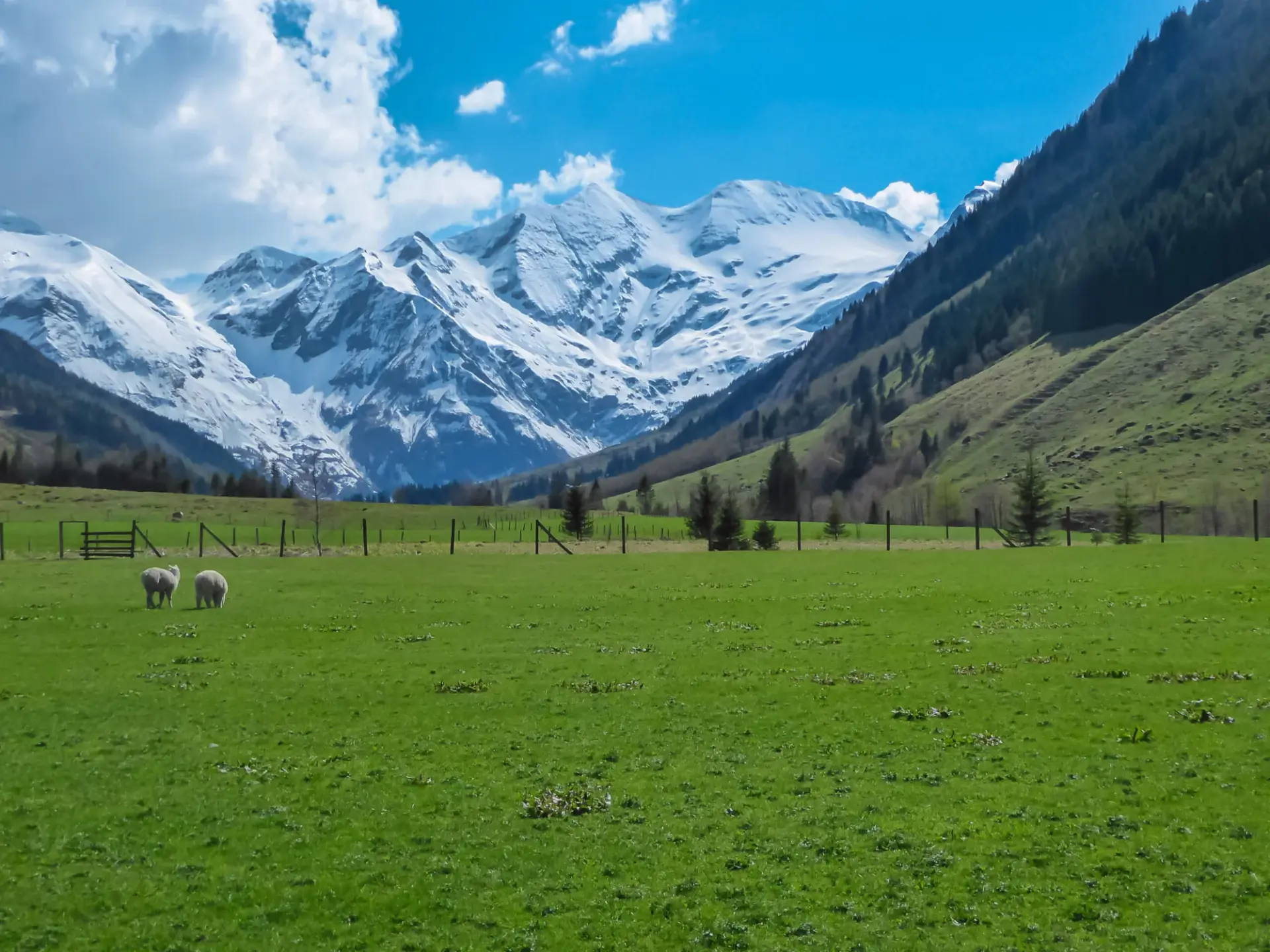 Sheep grazing on lush green alpine meadow with panoramic view of snow covered mountain peaks of High Tauern in Fusch am Grossglockner, Salzburg, Austria. Beautiful nature in remote Austrian Alps
