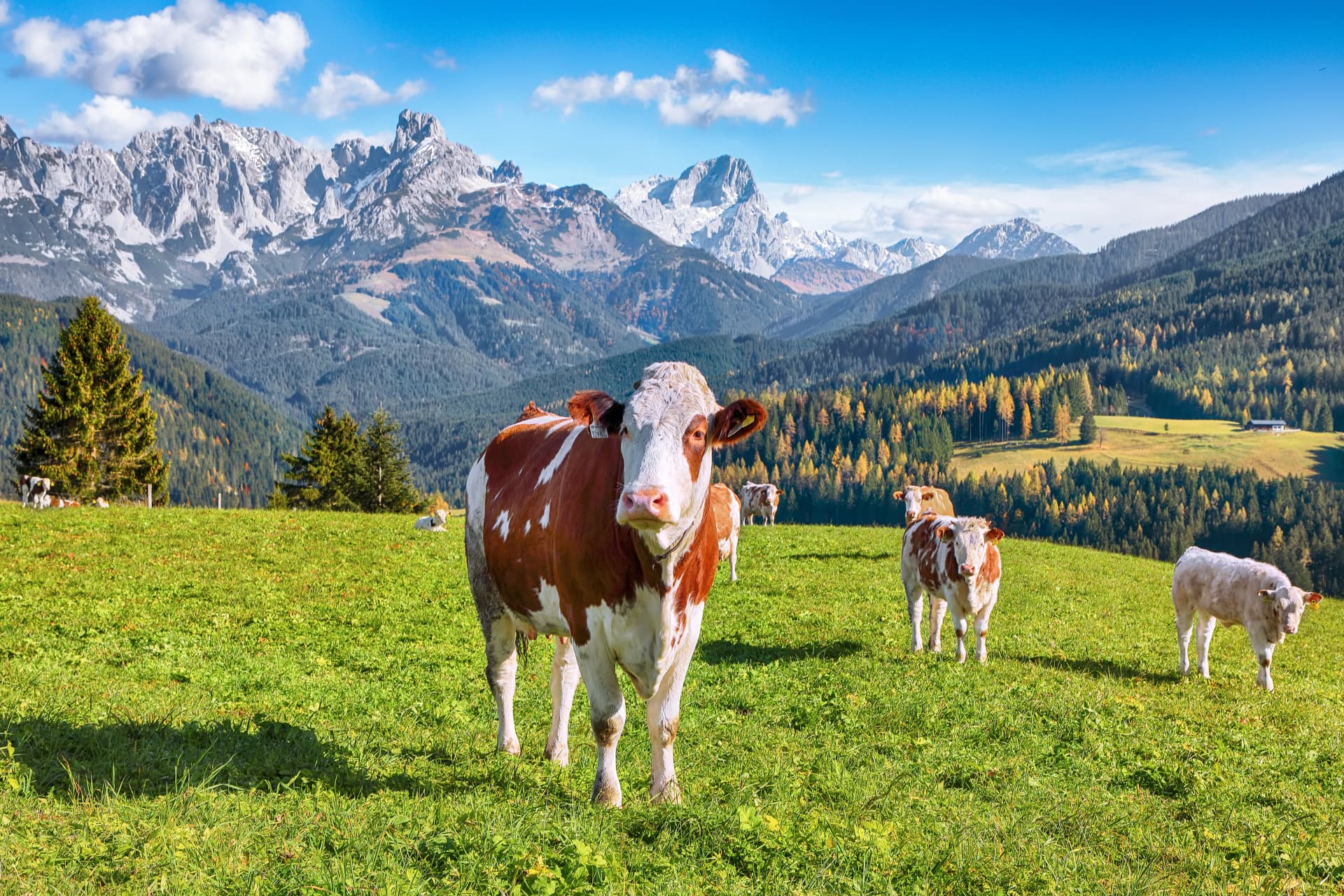 View of Alpine meadows and mountains and grazing cows near St. Martin am Tennengebirge.