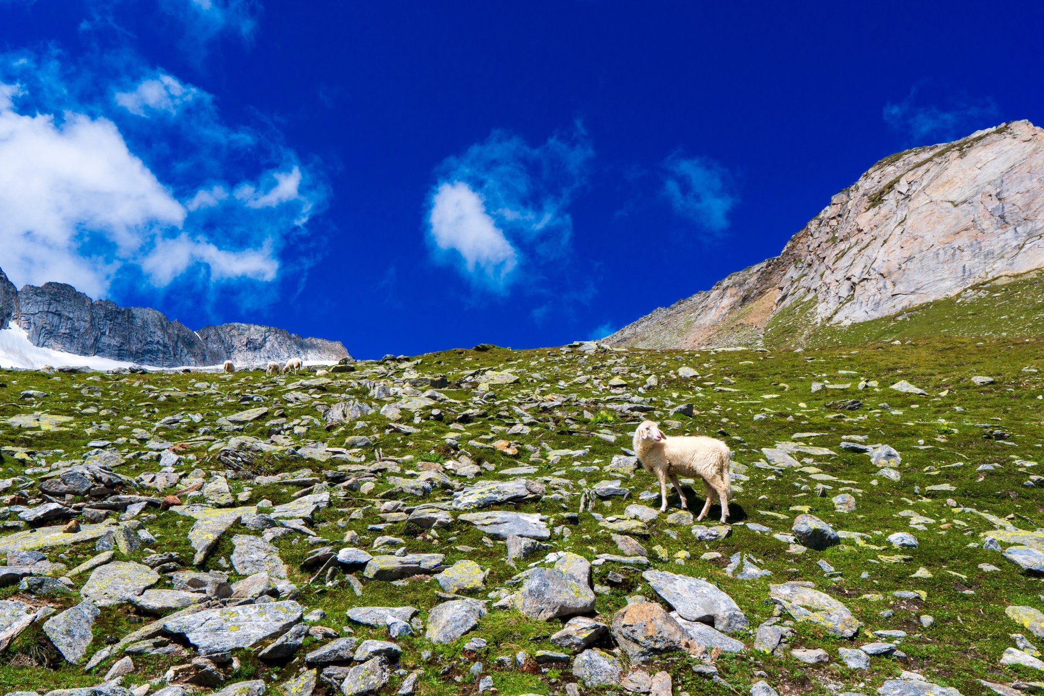 Troupeau de chèvres dans les Hohe Tauern en Autriche. Schobergruppe, Debanttal, Alpes autrichiennes, Europe