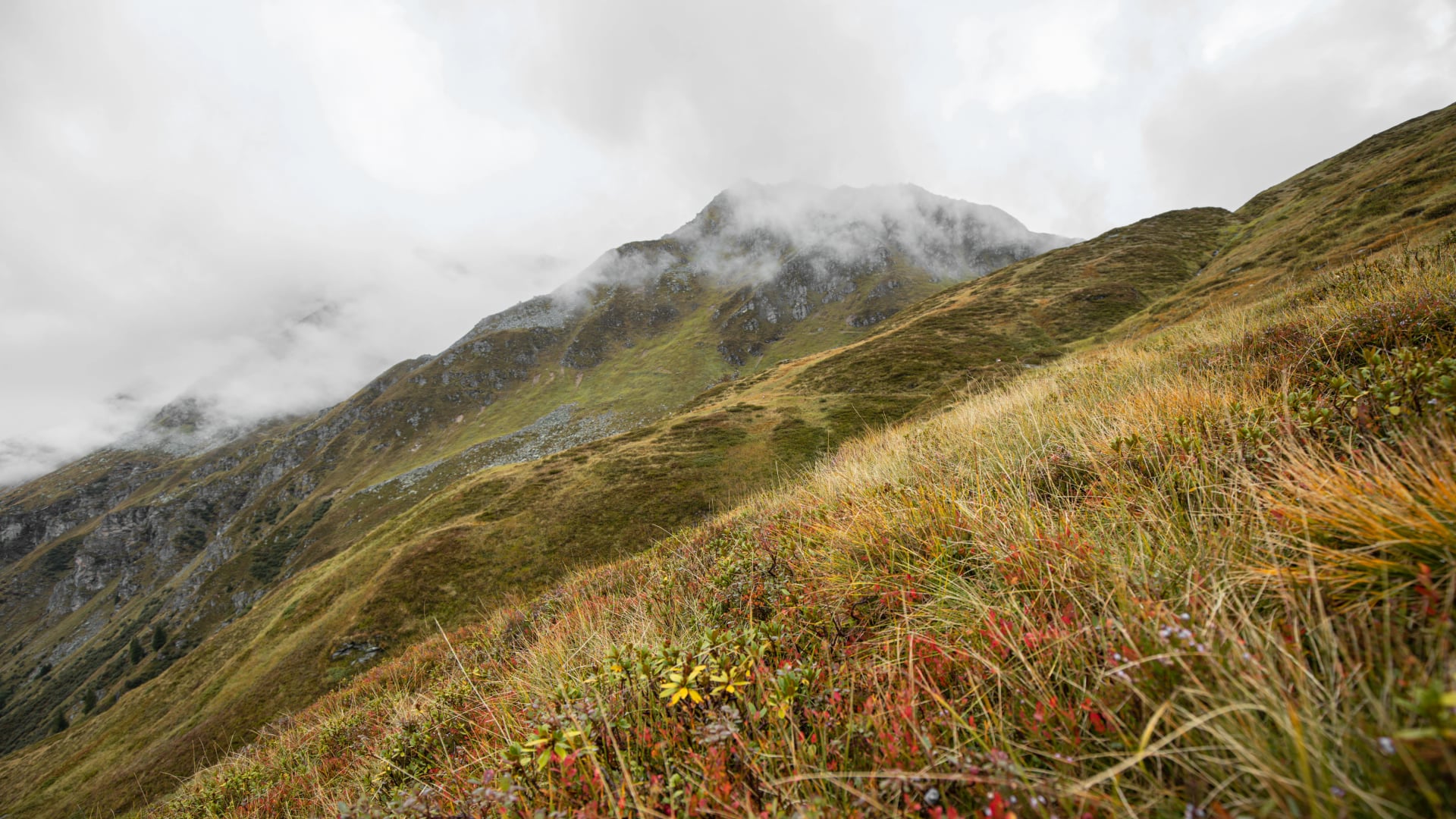 Herbstlich leuchtend rote Grasneigung an einem regnerischen Tag in den österreichischen Alpen. Österreich, Salzburg, Gasteinertal