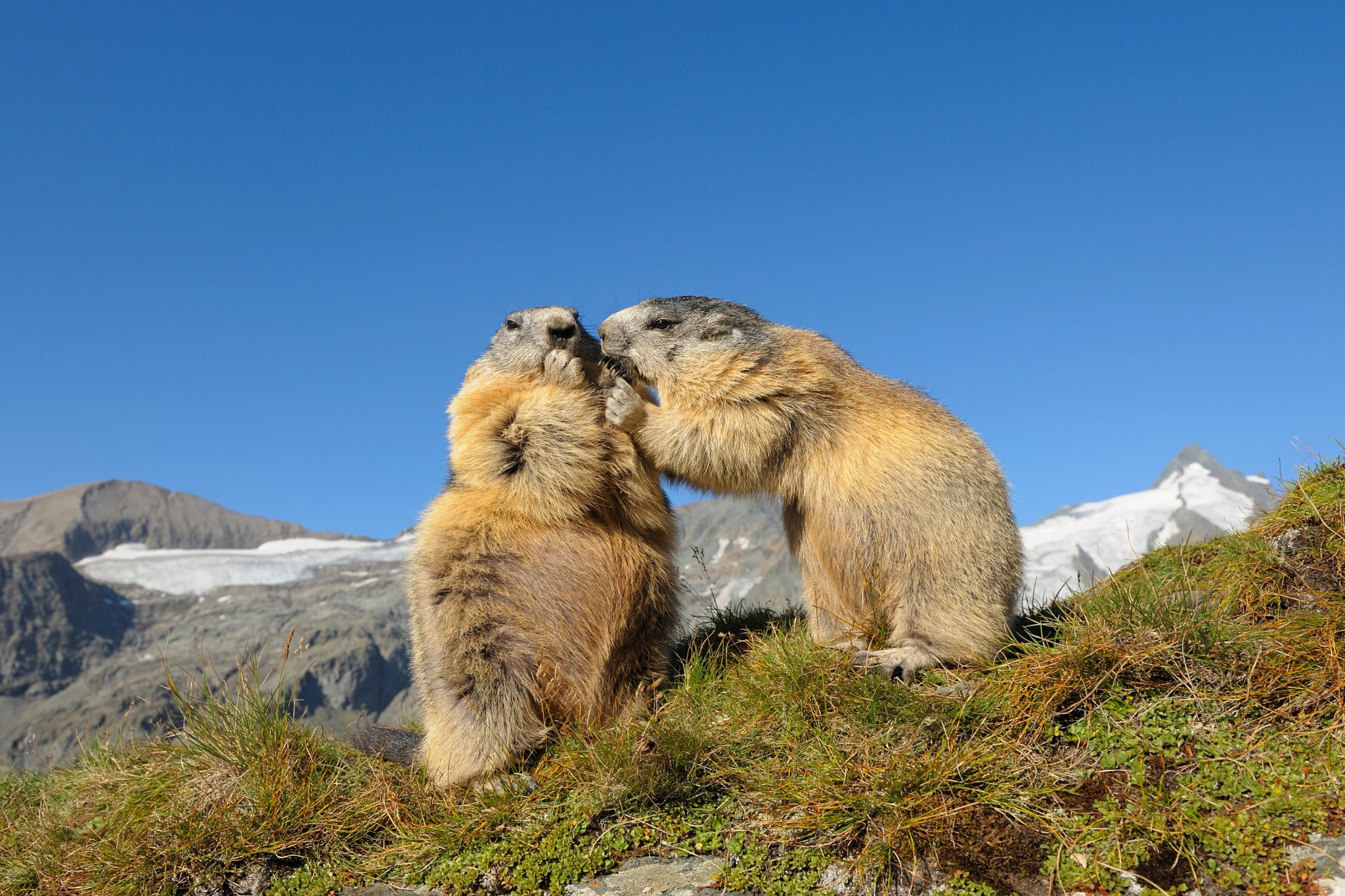 Alpské sviště, Marmota marmota, Národní park Hohe Tauern, Rakousko, Evropa
