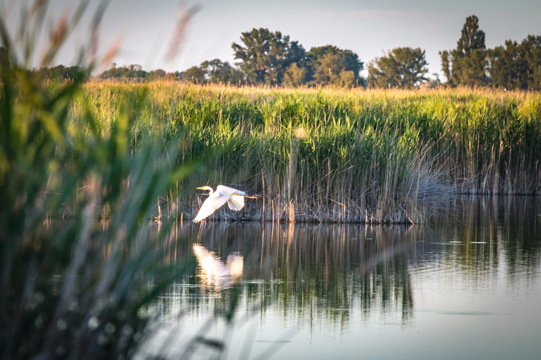 létající volavka, bílá volavka, rákosový pás, národní park Neusiedler See, Burgenland, Rakousko