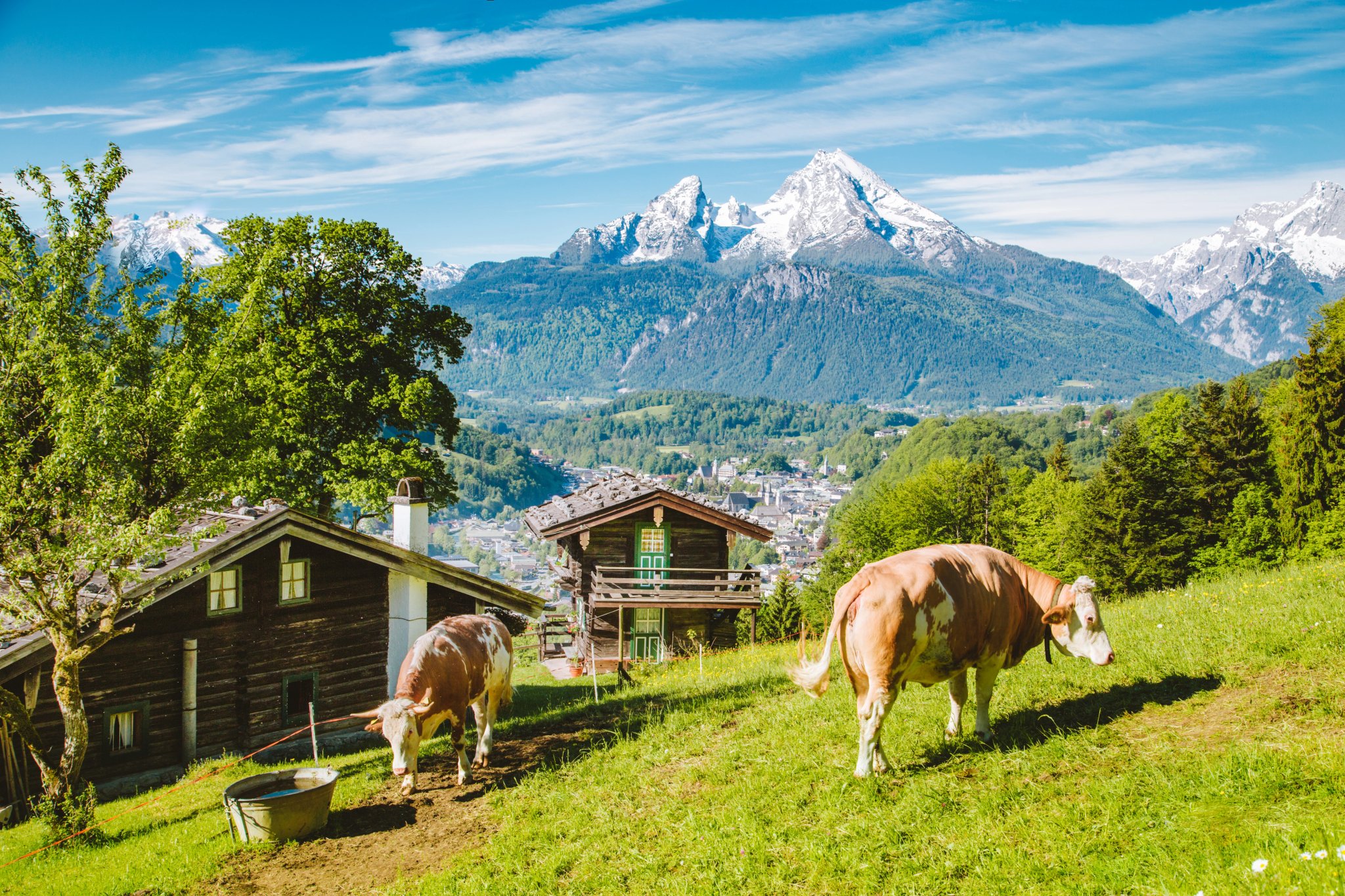 Idyllic alpine scenery with mountain chalets and cow grazing on green meadows in springtime