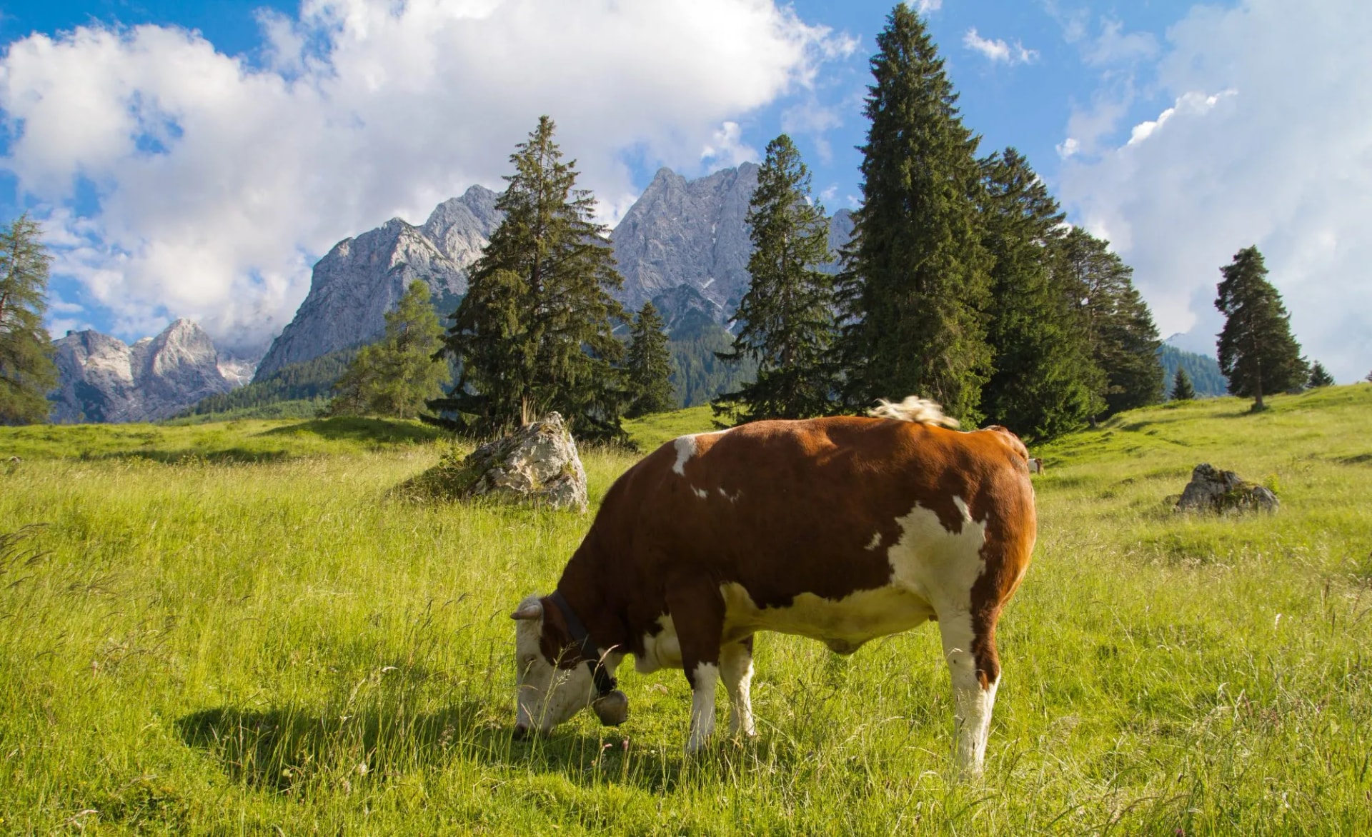 Alpenpanorama mit Kuh